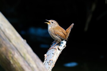 Singendes Zaunkönig Männchen ( Troglodytes troglodytes )	