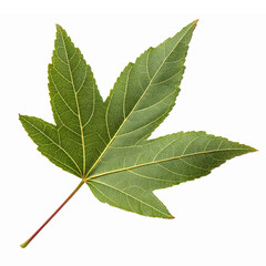 Fototapeta premium Vibrant Green Maple Leaf Isolated on Transparent Background for Nature Themes and Designs