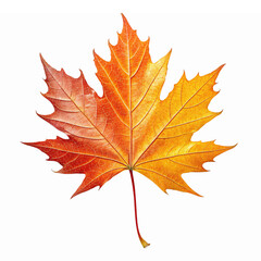 Obraz premium Vibrant Autumn Maple Leaf Illustration with Detailed Texture and Transparent Background