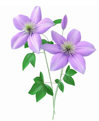 Beautiful Pink Clematis Flowers Natural Illustration with Green Leaves on Transparent Background