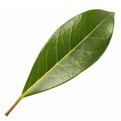 Obraz premium Realistic Green Bay Leaf Isolated on Transparent Background for Culinary and Decorative Use