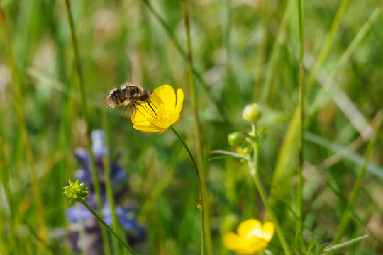 Kleiner Wollschweber auf einer Hahnfuu&szlig;bl&uuml;te