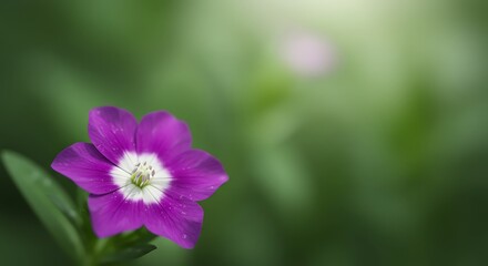 Fototapeta premium Purple Bloom: Soft Focus Serenity AI Generated