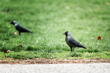 Lonely and wary crows stand on the green grass, showing elegant gray and black feathers