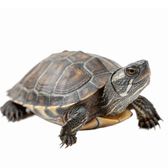 Obraz premium Realistic Turtle Walking on Transparent Background Ideal for Educational and Nature Themes