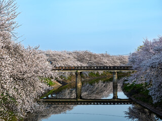 朝の川と橋と桜