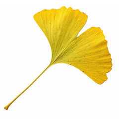Naklejka premium Yellow Ginkgo Leaf Isolated on Transparent Background for Natural Design Elements and Themes