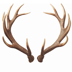 Fototapeta premium Realistic Brown Deer Antlers Isolated on Transparent Background for Wildlife and Hunting Designs