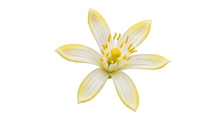 Obraz premium Creamy Bloom: Exquisite Floral Detail AI Generated