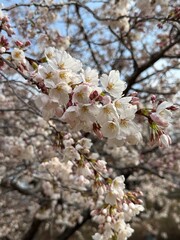 Obraz premium pink cherry blossom