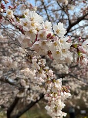 spring cherry blossom