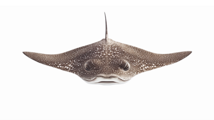 Realistic Vector Illustration of a Spotted Eagle Ray with Transparent Background for Marine Themes