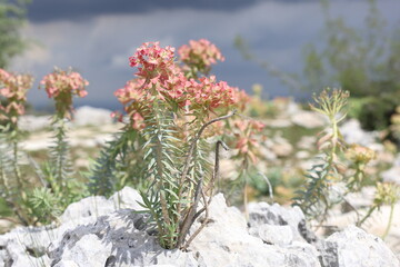 Euphorbia rigida, also known as gopher spurge, growing on the rocks