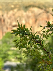 botanical illustration, a macro shot of green berries in clusters and pointed leaves, with a blurred, colorful outdoor background