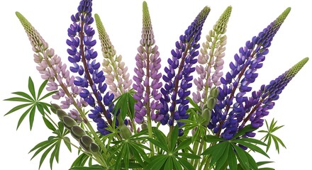 Naklejka premium Lupine Bloom: A Symphony of Purple and Pink AI Generated