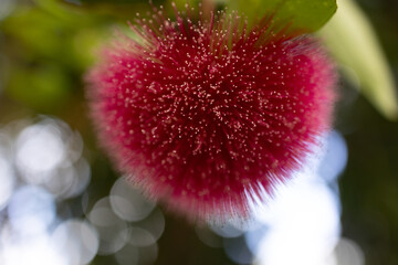 Red Flower