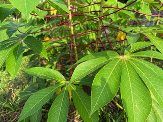 portrait of cassava leaves in the garden