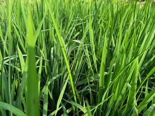 bright green rice fields under clear skies