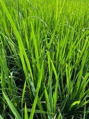 bright green rice fields under clear skies