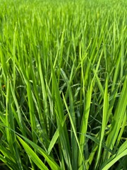 bright green rice fields under clear skies