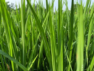 bright green rice fields under clear skies
