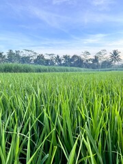 bright green rice fields under clear skies