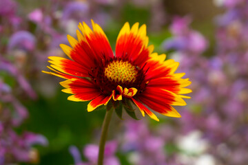Gaillardia pulchella flower. 
Asteraceae family. Blooms from June to November. Self-seeding.
