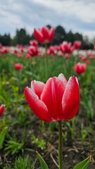 Colorful tulips in flowerbed