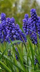 Garden flowers muscari (mouse hyacinth)
