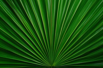 Obraz premium Close-up of a Green Palm Leaf with Radiating Lines, Nature Background for Design