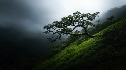Obraz premium Solitary tree on a lush hillside with fog rolling in. Nature background use
