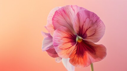 Fototapeta premium A beautiful close-up of a pink pansy flower in full bloom against a soft, blurred background.