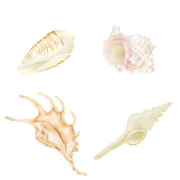 Clam shells of murex, lambis, strombus, in a set. Watercolor illustration. Spiral oceanic shells highlighted on a white background. For marine design and marine-style interior decoration