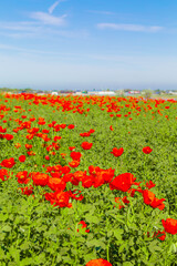 Field of red poppy flowers on a clear sunny day. Village houses are in the background.