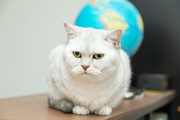 British silver cat sits on a shelf.