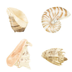 Clam shell of Cymbiola imperialis, strombus, cassis, in a set. Watercolor illustration. Spiral oceanic shells, isolated on a white background. For marine design and marine-style interior decoration