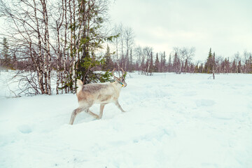 Wild reindeer with big antlers in a snowy forest.
