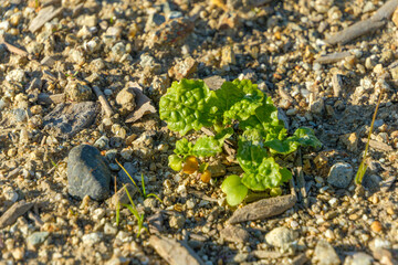 砂利道に芽吹く若い新芽