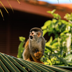 Totenkopfaffe in Costa Rica - Manuel Antonio