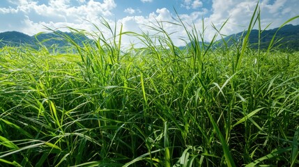 Fototapeta premium Low perspective shot of tall grass swaying in the wind.