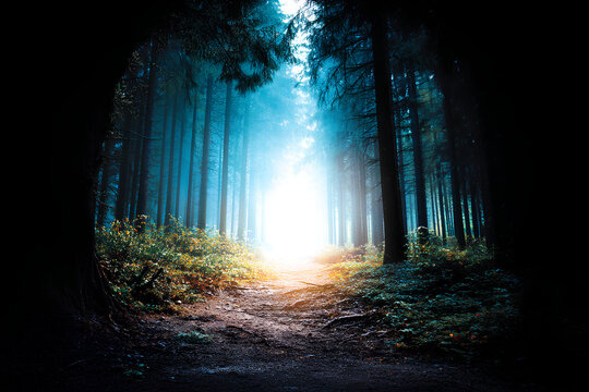 Dark to light gradient path winding through forest symbolizing emotional healing journey from trauma toward peace and inner wellbeing  
