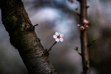 Blossoming almond orchard. Beautiful trees with pink flowers blooming in spring in Europe. Almond blossom