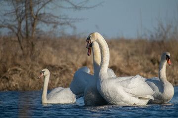 swan and cygnets