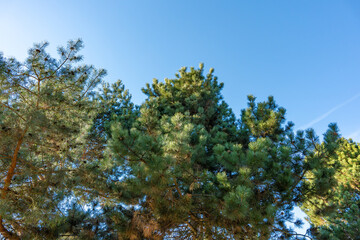 A tree with green leaves is in the foreground. The sky is blue and clear. There is a cloud in the sky