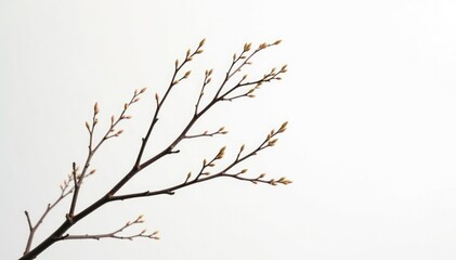 Obraz premium Delicate branches intertwined on a pristine white background, white, minimalist, isolated