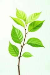 Fototapeta premium Delicate branch with soft green leaves isolated on white background, tree branch, natural, greenery