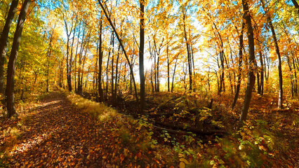 Fototapeta premium Autumn oak forest nature. Beautiful morning in colorful forest with sun rays through branches of trees. Scenery of nature with sunlight