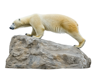 polar bear gracefully balances on rocky surface, showcasing its strength and agility. bear fur glistens in light, highlighting its majestic presence in natural setting