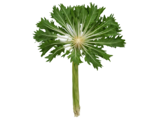 Dandelion Greens (Taraxacum officinale) Bitter, leafy greens often used in salads, soups, or sauteed as a side dish. Common