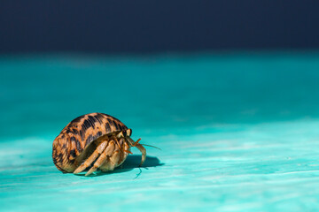 Hermit Crab on blue background	
